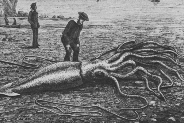 Kraken 24 top