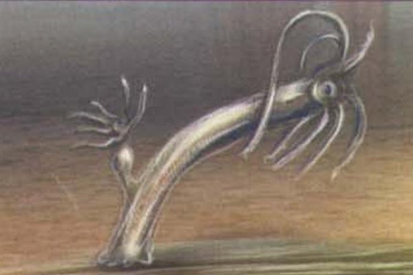 Кракен мага