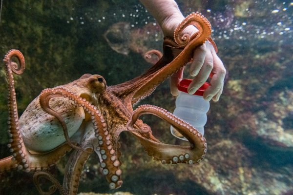 Kraken 24 at