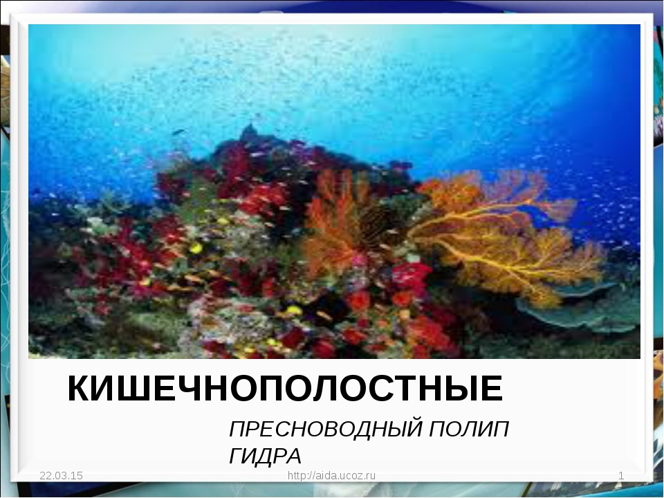 Kraken рабочий